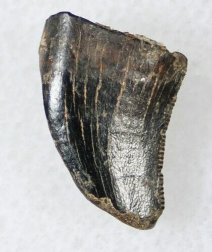 Serrated Theropod Dinosaur Tooth - Montana #14779